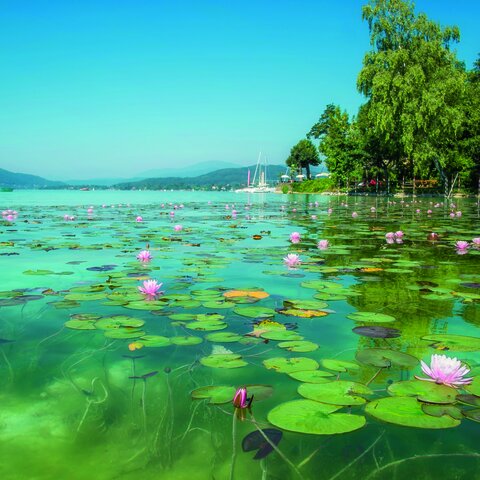 <p>Seerosen am Wörthersee.</p>