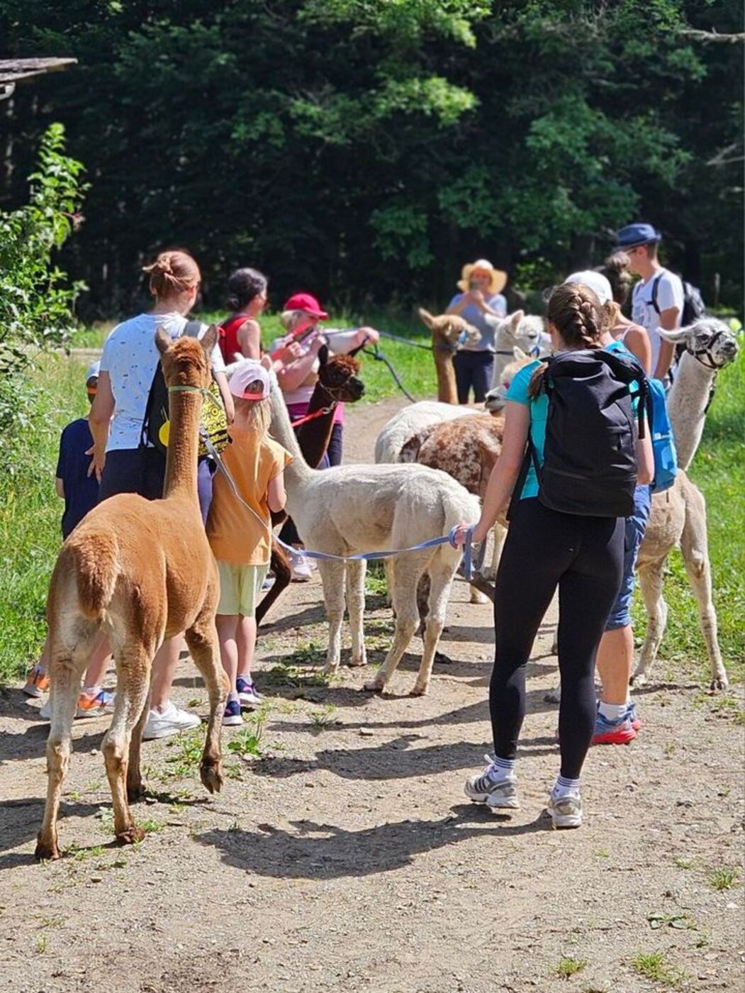 <p>Lama- und Alpakawanderung am Pyramidenkogel</p>